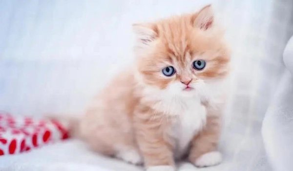源顺网 小猫出生到满屋跑，6周变身小猎豹，你家猫咪藏着啥秘密？
